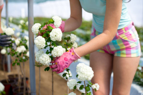 young women working in the greenhouse - viburnum imagens e fotografias de stock