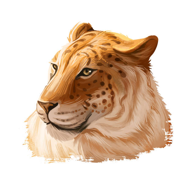 Liger hybrid offspring of lion and tiger, watercolor portrait closeup. Animal digital art illustration. Fauna of India, member of carnivora family. Asian breed, carnivorous depiction in profile Liger hybrid offspring of lion and tiger, watercolor portrait closeup. Animal digital art illustration. Fauna of India, member of carnivora family. Asian breed carnivorous depiction in profile liger stock illustrations