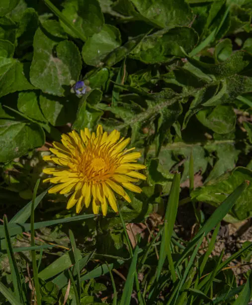 Yellow macro flower dandelion in green grass in sunny color day