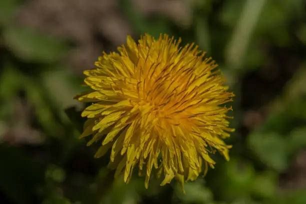 Yellow macro flower dandelion in green grass in sunny color day