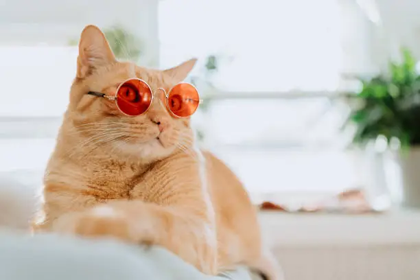 Ginger Cat wearing glasses at home