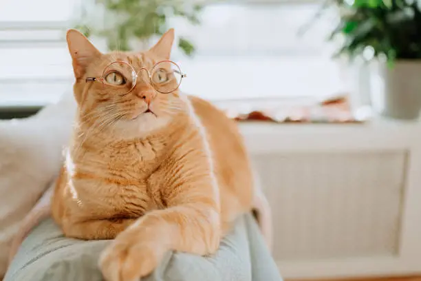Ginger Cat wearing glasses at home