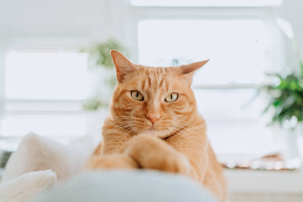 istock Ginger Cat wearing glasses at home 1220629949