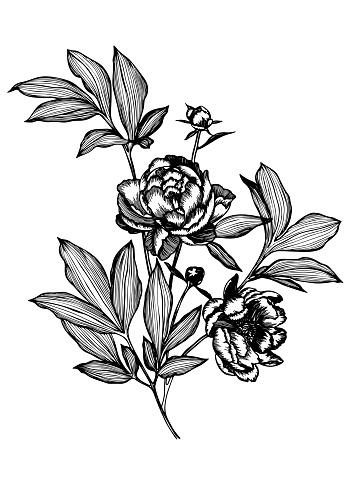 Line art flowers. Vector tattoo peonies with leaves on white background. Detailed outline sketch drawing. Contour graphic.