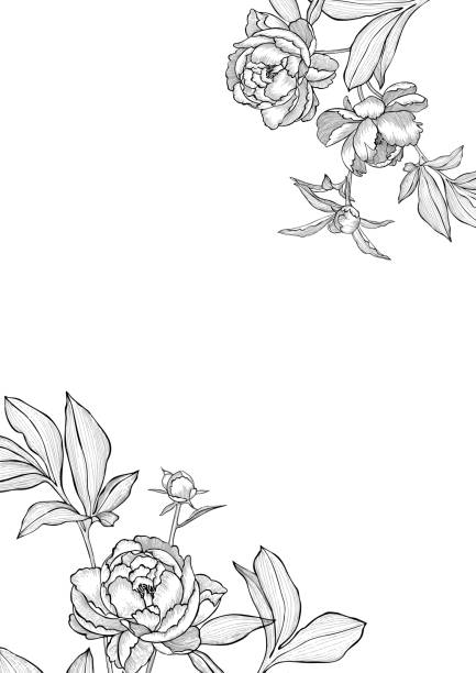 꽃 프레임. 공간을 복사합니다. 흰색에 고립 된 손으로 그린 모란. 윤곽선 상세 선 그리기 - flower head flower blossom botany stock illustrations