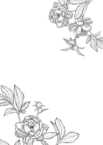 Vector illustration of Floral frame. Copy space. Hand drawn peonies isolated on white. Outline sketch detailed line drawing.