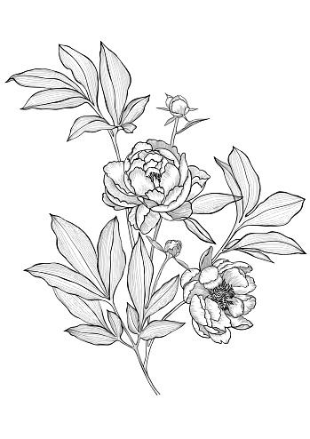 Line art flowers. Vector tattoo peonies with leaves on white background. Detailed outline sketch drawing. Contour graphic.