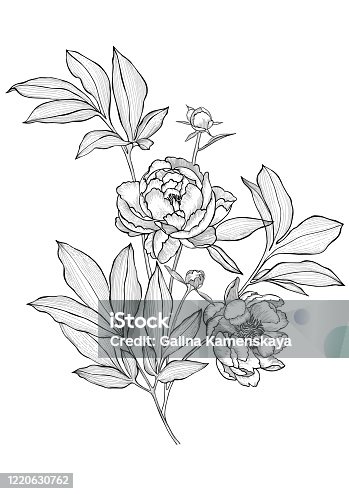 istock Vector hand drawn peonies isolated. Flowers bouquet. Outline sketch detailed line drawing. 1220630762
