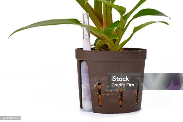 Philodendron Plant In Pot Filled With Expanded Clay Pellets For Keeping House Plants In Semi Hydroponics With Transparent Water Level Indicator Stock Photo - Download Image Now