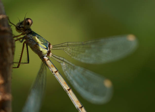 istock Close up of dragonfly on a plant 1220631334