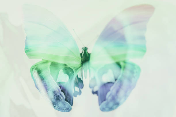 macro shot of the wind of a Papilio ulysses butterfly. Beautiful blue background. Butterfly wind texture
