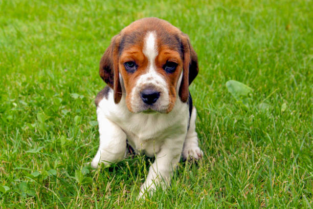 Beagle puppy dog in green grass isolated stock photo