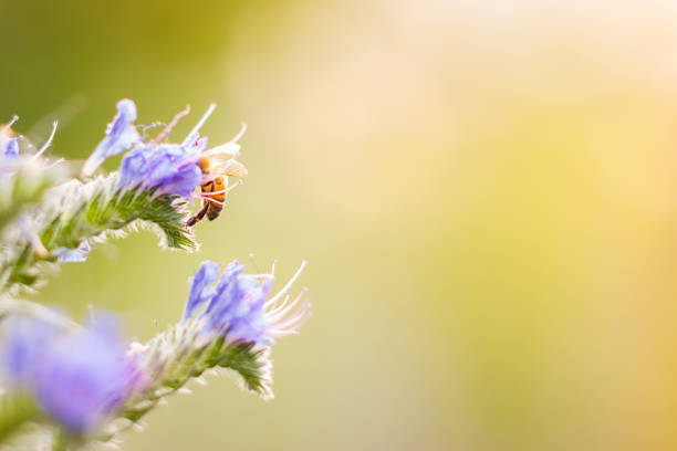 Calendula and bee.