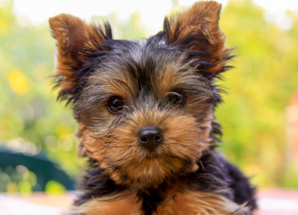 Yorkshire terrier puppy portrait sitting outside stock photo