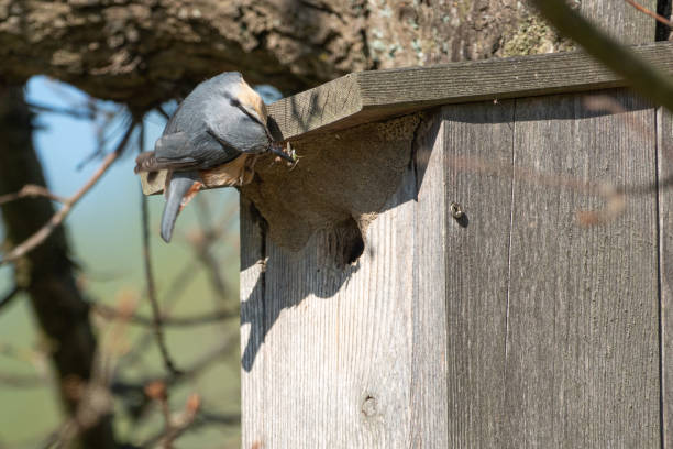 a nuthatch supplies its young with insects in a bird house - bird chickadee animal fence imagens e fotografias de stock