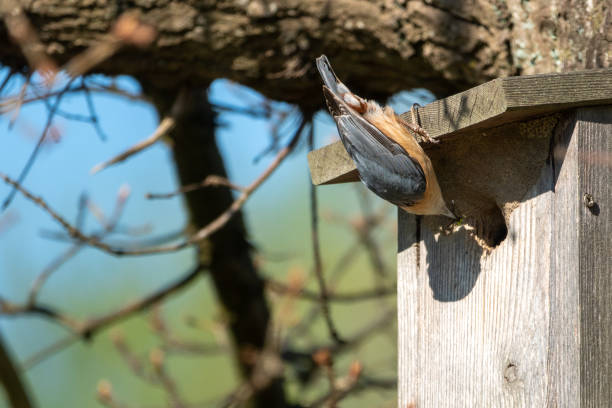 a nuthatch supplies its young with insects in a bird house - bird chickadee animal fence imagens e fotografias de stock