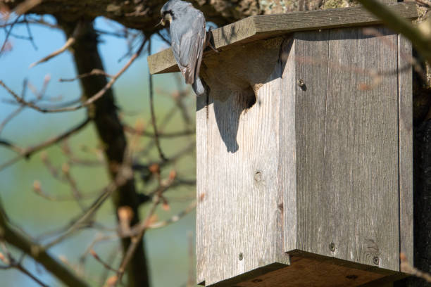 a nuthatch supplies its young with insects in a bird house - bird chickadee animal fence imagens e fotografias de stock