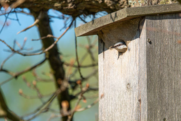 istock a nuthatch supplies its young with insects in a bird house 1220635666