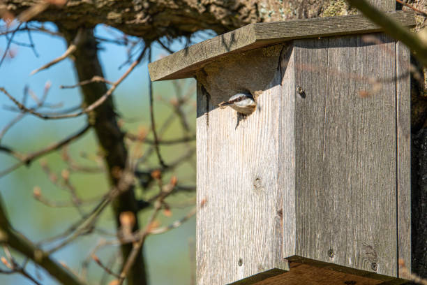 a nuthatch supplies its young with insects in a bird house - bird chickadee animal fence imagens e fotografias de stock