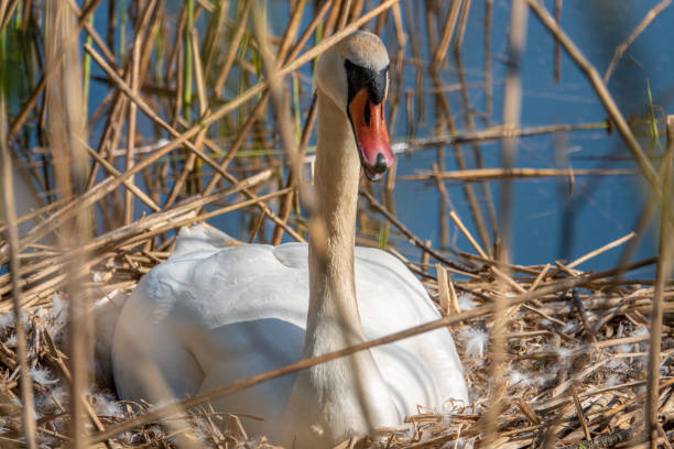 a white swan sits brooding in its nest in fine weather