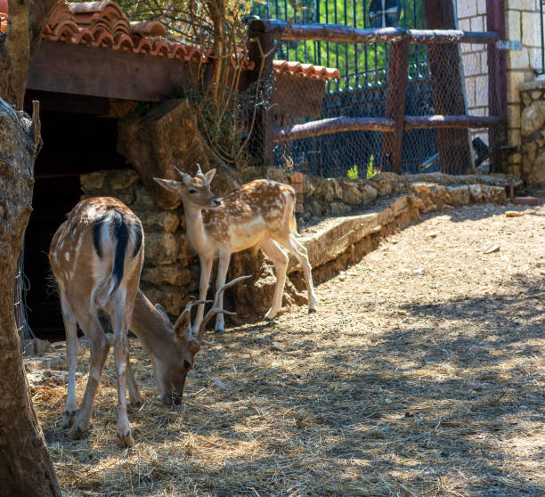 istock Deer placed in Captivity in a park zoo on a sunny day in Greece 1220635947