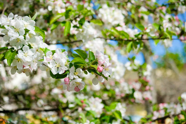 istock pink cherry blossom in spring sakura 1220635957