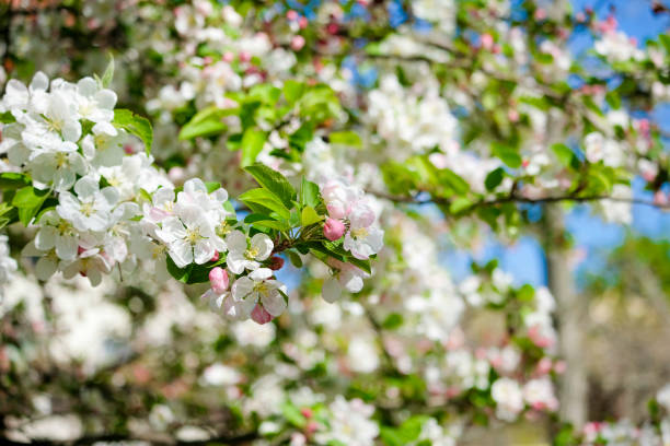 istock pink cherry blossom in spring sakura 1220635965