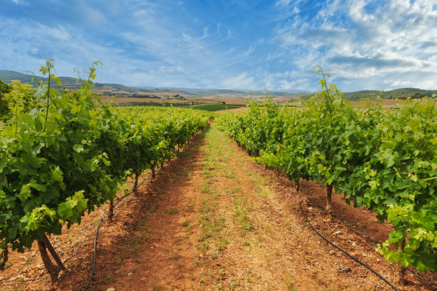 un gran viñedo en la rioja en un día despejado - sonsierra fotografías e imágenes de stock