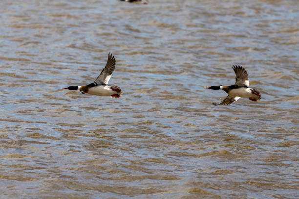 istock Male red-breasted merganser on flight. 1220637705