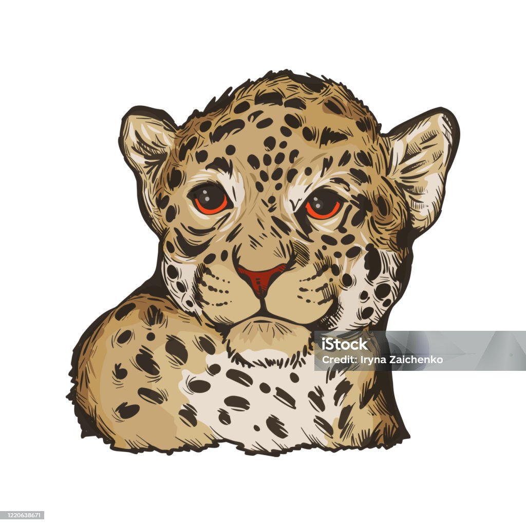Jaguar Portrait Closeup Of Animal Panthera Once Type Of Carnivore Fauna Wildlife Of South America Drawn Mammal With Furry Coat Feline Big Cat With Snout Muzzle Vector Illustration Stock Illustration - Download Jaguar Portrait Closeup Of Animal Panthera Once Type Of Carnivore Fauna Wildlife Of South America Drawn Mammal With Furry Coat Feline Big Cat With Snout Muzzle Vector Illustration Stock Illustration - Download