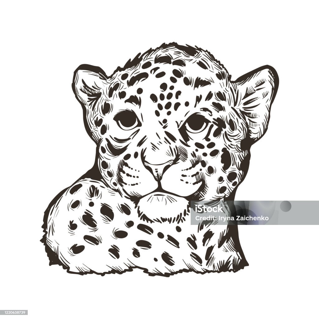 Jaguar Portrait Closeup Of Animal Panthera Once Type Of Carnivore Fauna  Wildlife Of South America Drawn Mammal With Furry Coat Feline Big Cat With  Snout Muzzle Vector Illustration Stock Illustration - Download