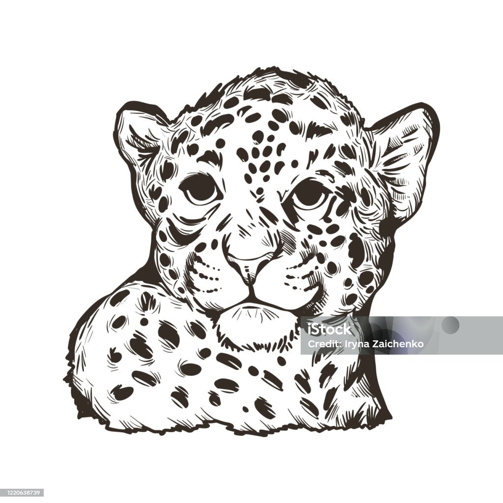 Jaguar Portrait Closeup Of Animal Panthera Once Type Of Carnivore Fauna Wildlife Of South America Drawn Mammal With Furry Coat Feline Big Cat With Snout Muzzle Vector Illustration Stock Illustration - Download Jaguar Portrait Closeup Of Animal Panthera Once Type Of Carnivore Fauna Wildlife Of South America Drawn Mammal With Furry Coat Feline Big Cat With Snout Muzzle Vector Illustration Stock Illustration - Download