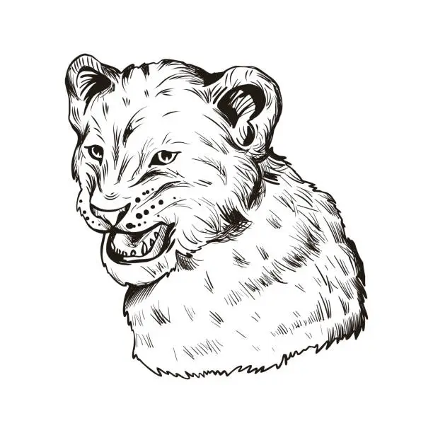 Vector illustration of Lion animal baby tabby portrait in closeup isolated on white. Deep-chested cat with mane looking aside. Mammal symbol of power and royalty. Panthera leo member of feline family vector illustration.