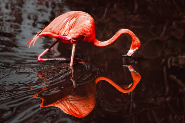 istock Beautiful Flamingo and its reflection in the water 1220640430