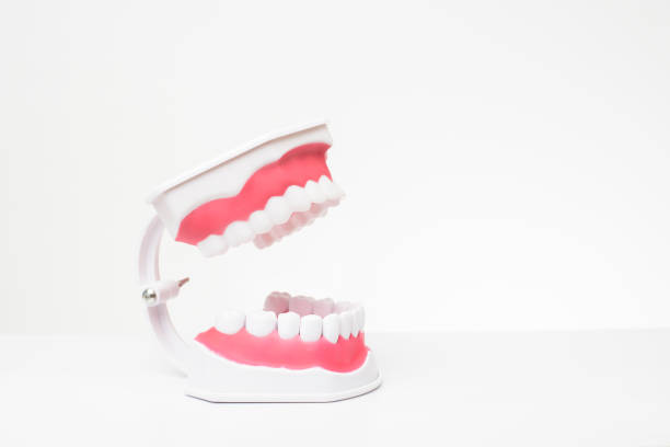 istock Artificial Model Teeth on white background of dental care demonstration 1220641489