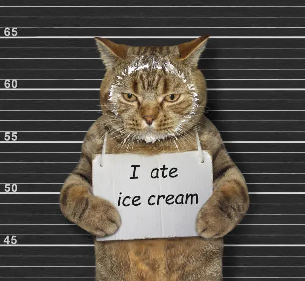 The beige naughty cat was arrested. He has a sign around its neck that says I ate ice cream. Lineup black background.