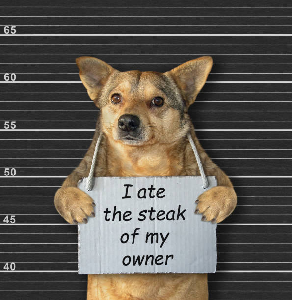 istock Naughty dog ate steak 1220642092