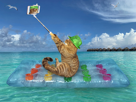 The beige cat in a green hat is making selfie on a blue air bed in the sea in the Maldives.