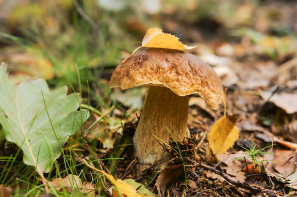 istock a tree leaf on the mushroom cap, boletus mushroom in the grass 1220642966
