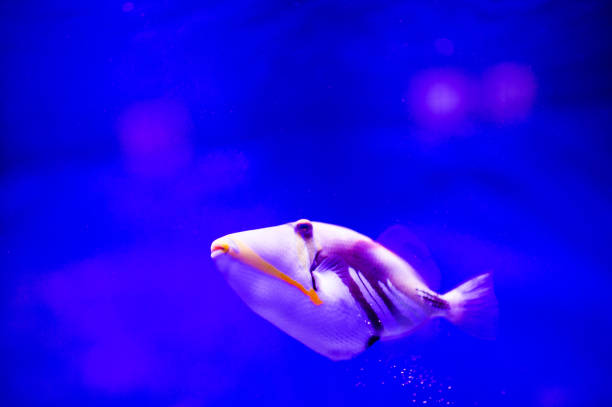 istock Wonderful and beautiful underwater world with corals and tropical fish. 1220643393