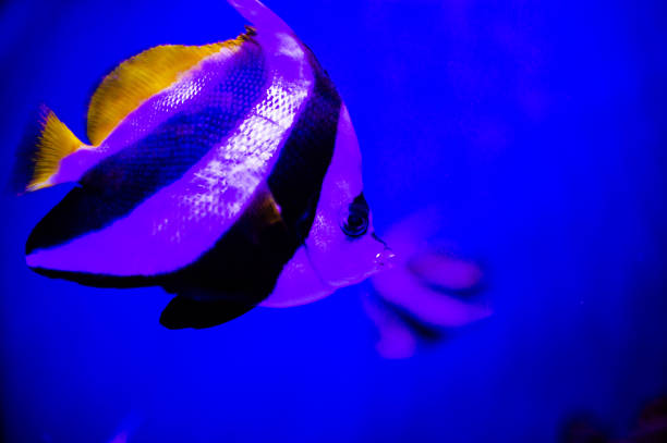 istock Wonderful and beautiful underwater world with corals and tropical fish. 1220643403