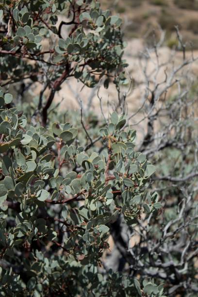 istock ARCTOSTAPHYLOS GLAUCA - PIONEERTOWN MP - 040420 B 1220644628