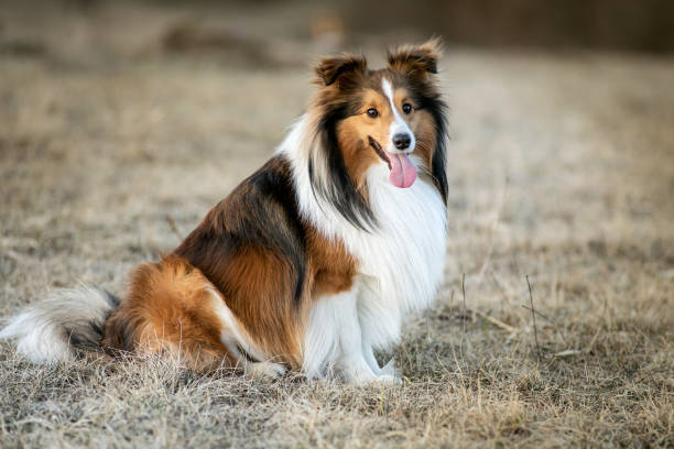 Portrait of a Shetland Sheepdog - fotografia de stock