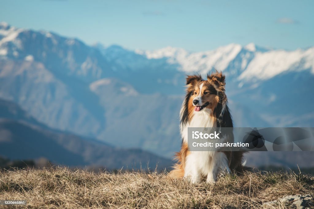 Portrait of a Shetland Sheepdog Dog Stock Photo