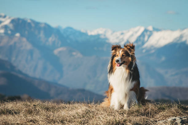 retrato de um cão pastor shetland - collie - fotografias e filmes do acervo