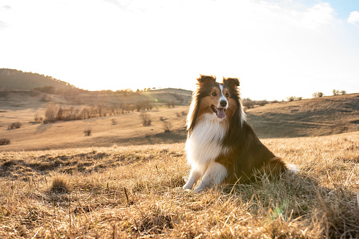 Portrait of a Shetland Sheepdog