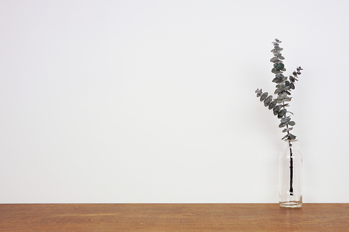 Eucalyptus branch in a clear vase. Side view on wood shelf against a white wall. Copy space.