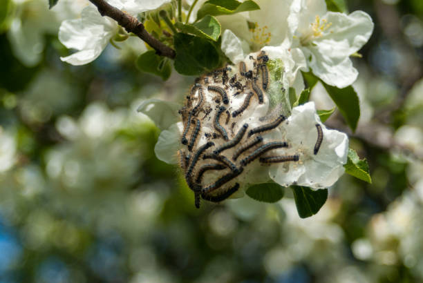 fruit caterpillars on an apple tree branch, pests and eaters of fruit-bearing plants, wild life fruit caterpillars on an apple tree branch, pests and eaters of fruit-bearing plants, wild nature caterpillar's nest stock pictures, royalty-free photos & images