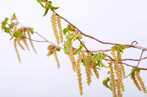 Common hornbeam (Carpinus betulus) catkins isolated on white background. (Oriental hornbeam), Male flowers of the hornbeam