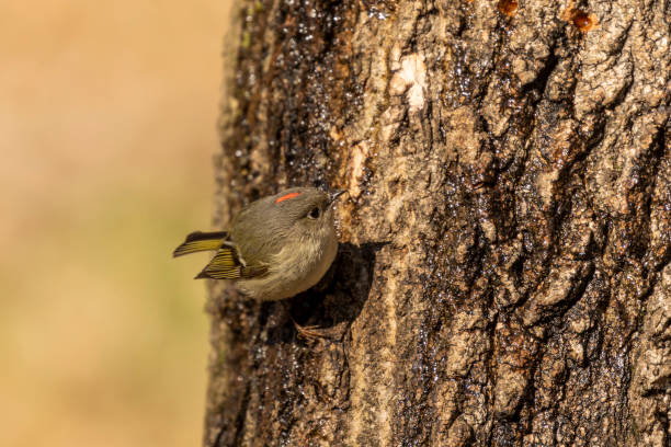 istock Ruby-crowned Kinglet. In the spring, woodpeckers make holes in a tree from which sweet sap flows. Other birds also fly to these places, drinking this sweet sap 1220648321